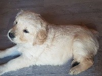 Du Domaine D'Izara - Golden Retriever - Portée née le 13/03/2019