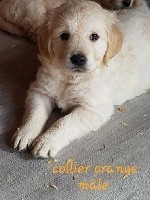 Du Domaine D'Izara - Golden Retriever - Portée née le 13/03/2019