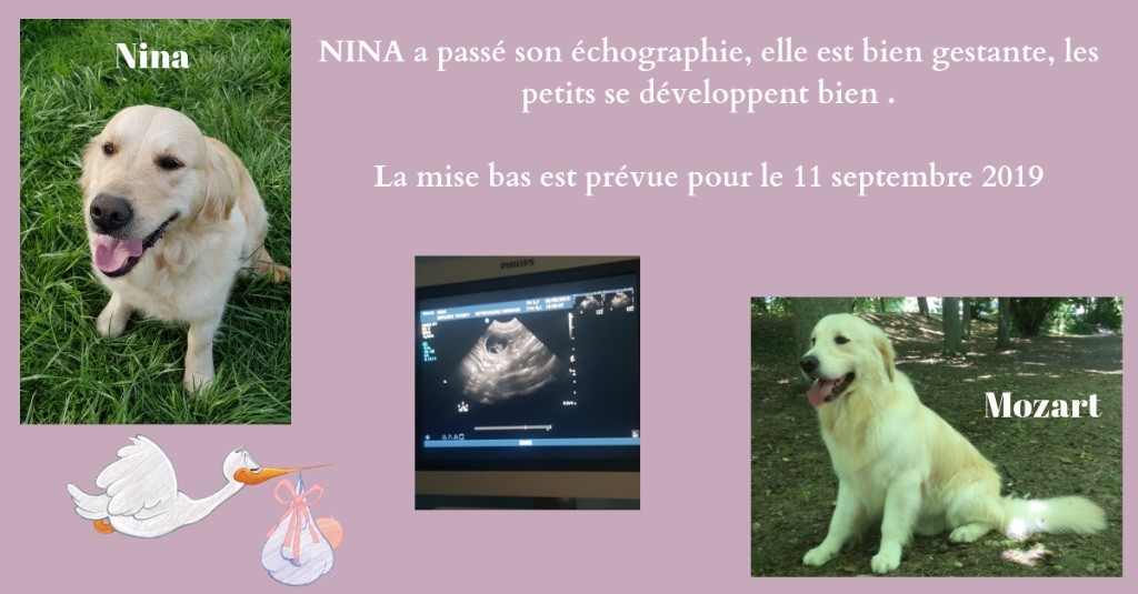 L'échographie de Nina 