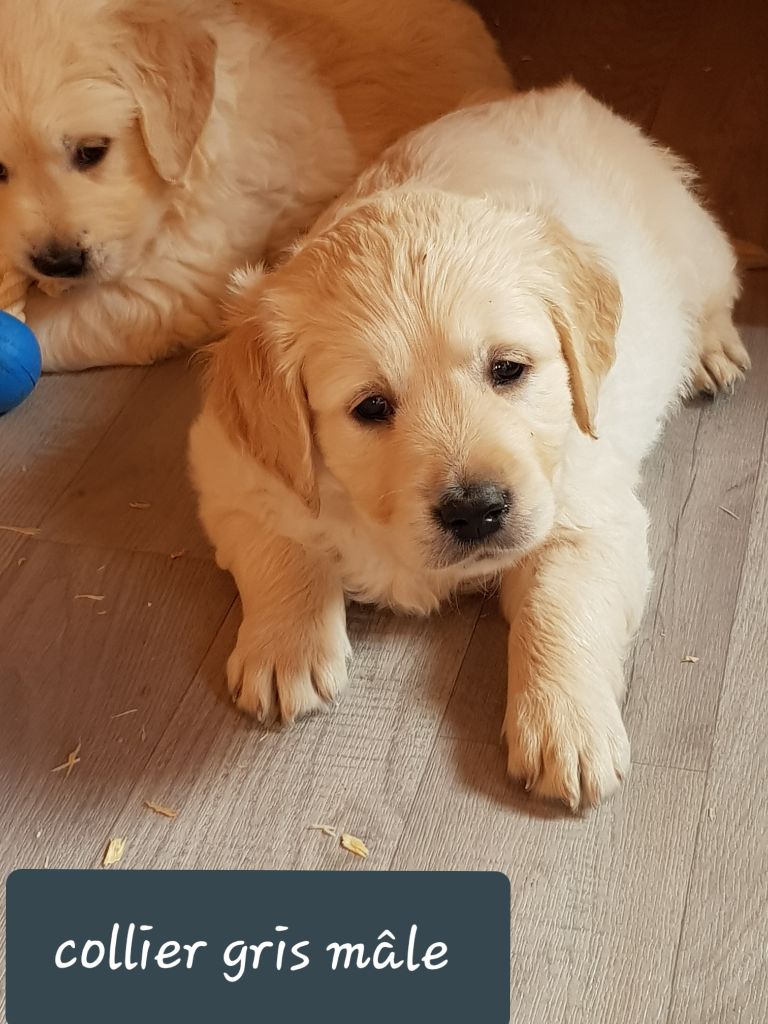 Du Domaine D'Izara - Golden Retriever - Portée née le 13/03/2019